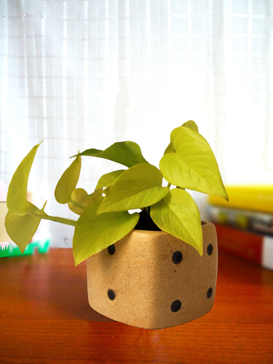 Good Luck Air Purifying Golden Money Plant in Brown Dice Ceramic Pot
