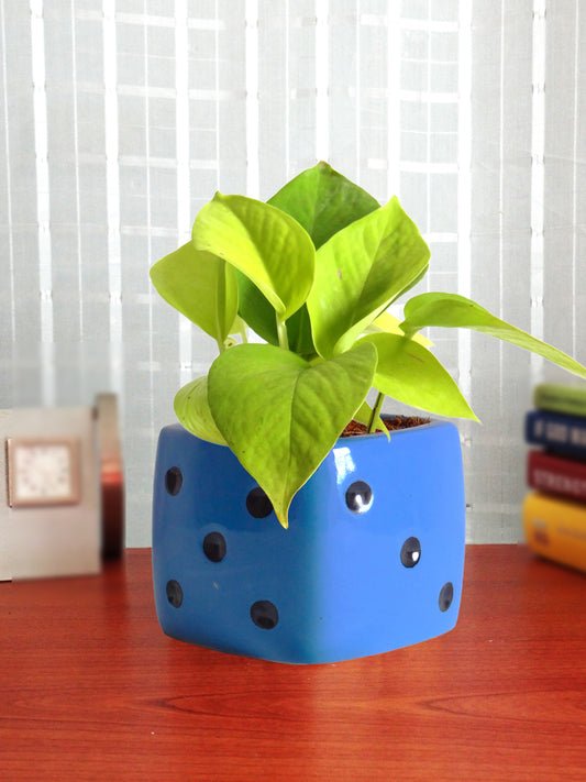 Good Luck Air Purifying Golden Money Plant in Blue Dice Ceramic Pot