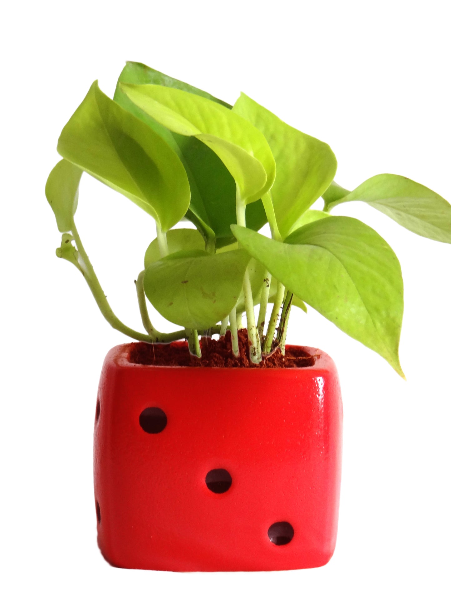 Good Luck Air Purifying Golden Money Plant in Red Dice Ceramic Pot