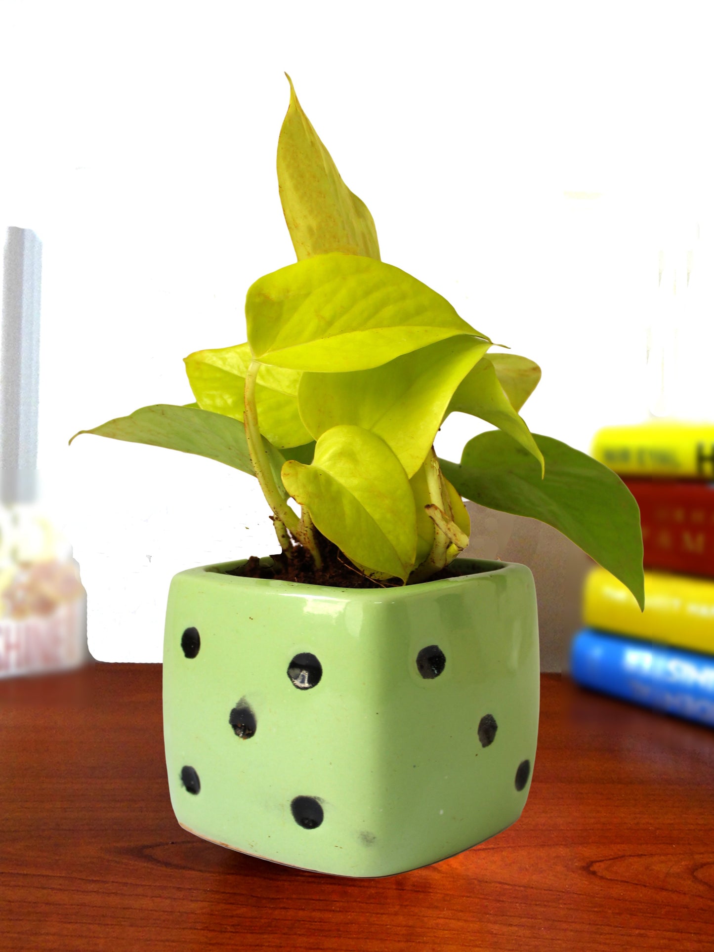 Good Luck Air Purifying Golden Money Plant in Green Dice Ceramic Pot