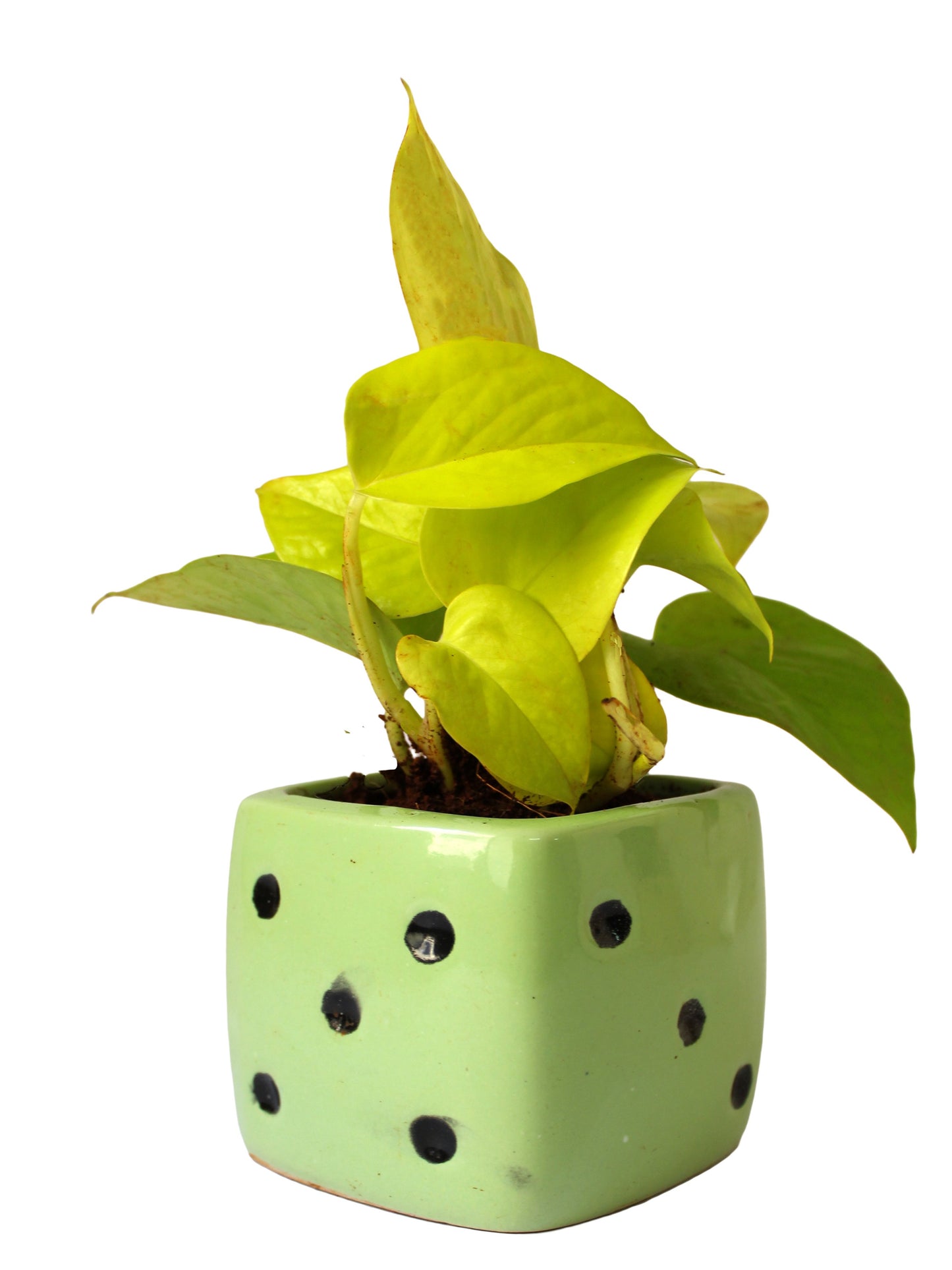 Good Luck Air Purifying Golden Money Plant in Green Dice Ceramic Pot