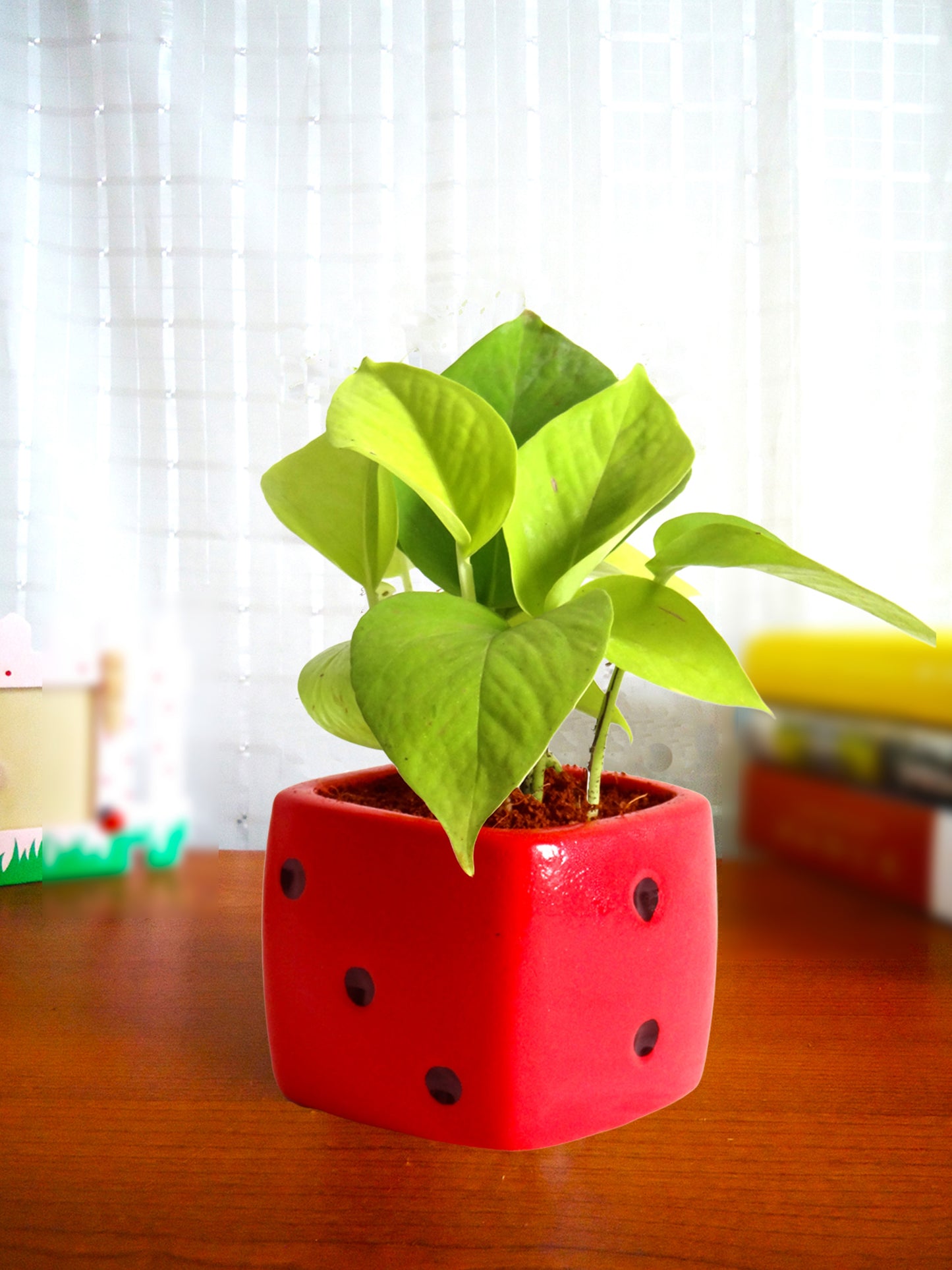 Good Luck Air Purifying Golden Money Plant in Red Dice Ceramic Pot