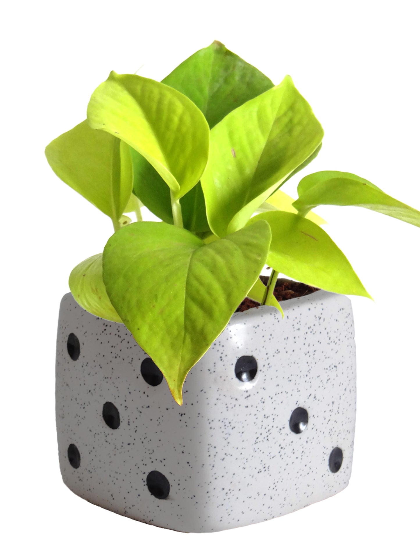 Good Luck Air Purifying Golden Money Plant in White Dice Ceramic Pot