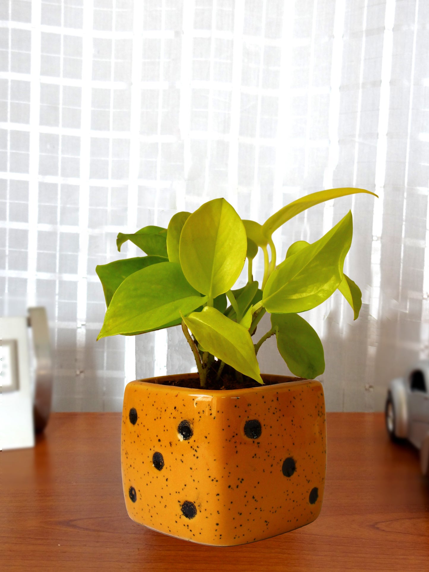 Good Luck Air Purifying Golden Money Plant in Yellow Dice Ceramic Pot