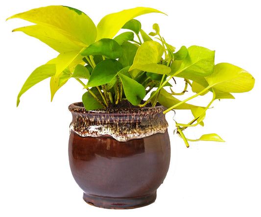 Rolling Nature   Good Luck and Air Purifying Golden Money Plant in Brown Drip Glazed Pitcher Ceramic Pot