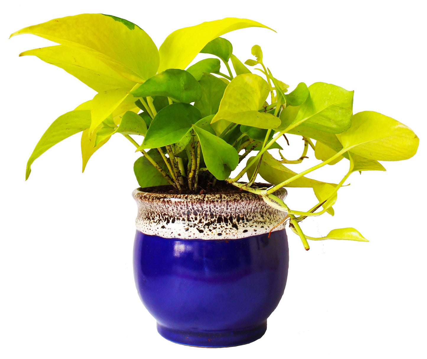Rolling Nature   Good Luck and Air Purifying Golden Money Plant in Blue Drip Glazed Pitcher Ceramic Pot 