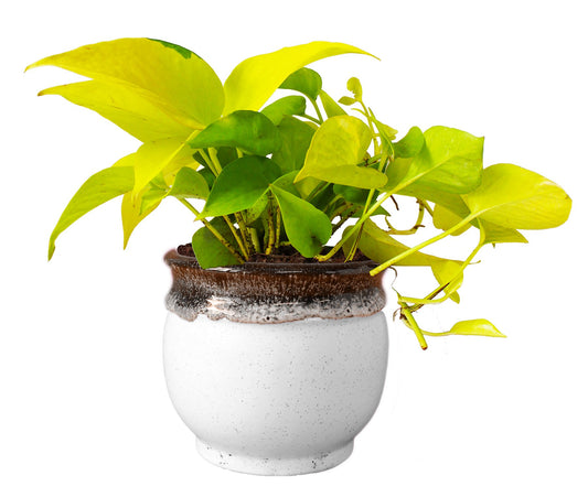 Rolling Nature   Good Luck and Air Purifying Golden Money Plant in White Drip Glazed Pitcher Ceramic Pot 