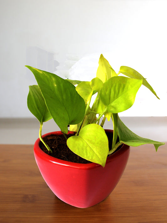 Good Luck Air Purifying Golden Money Plant in Red Heart Ceramic Pot