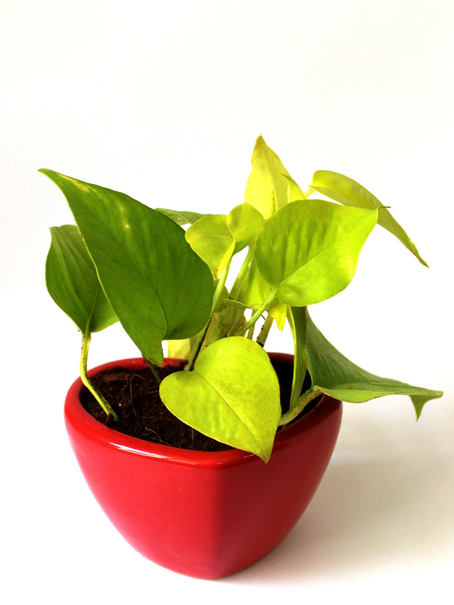 Good Luck Air Purifying Golden Money Plant in Red Heart Ceramic Pot