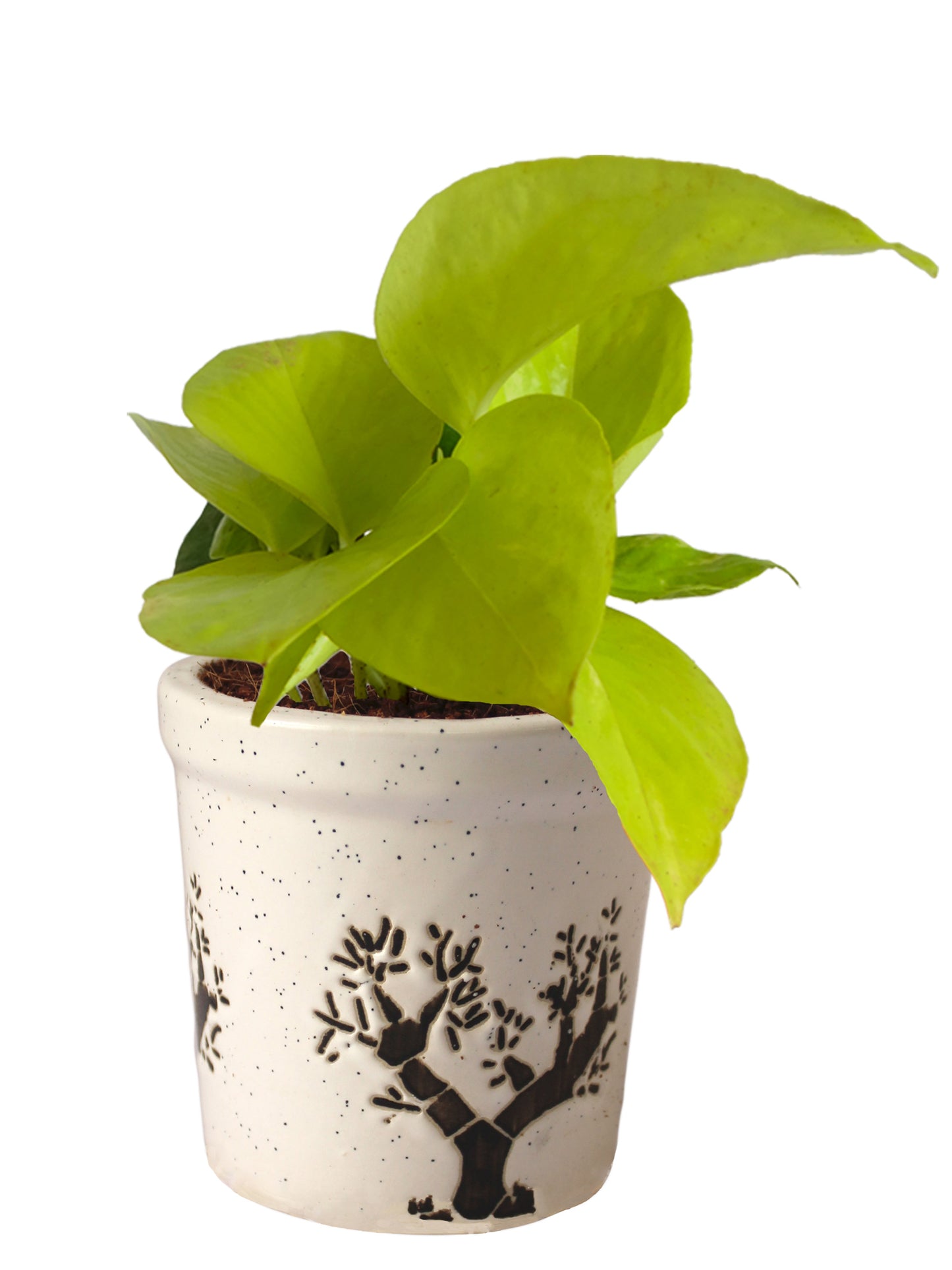 Good Luck Air Purifying Live Golden Money Plant in White Jar Aroez Ceramic Pot