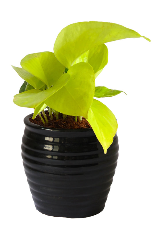 Rolling Nature Good Luck Air Purifying Golden Money Plant in Black Ceramic Pot