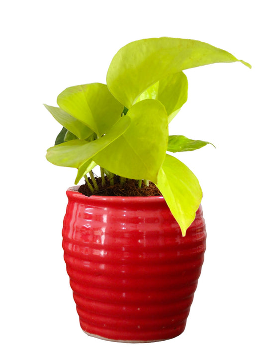 Rolling Nature Good Luck Air Purifying Live Golden Money Plant in Red Ceramic Pot