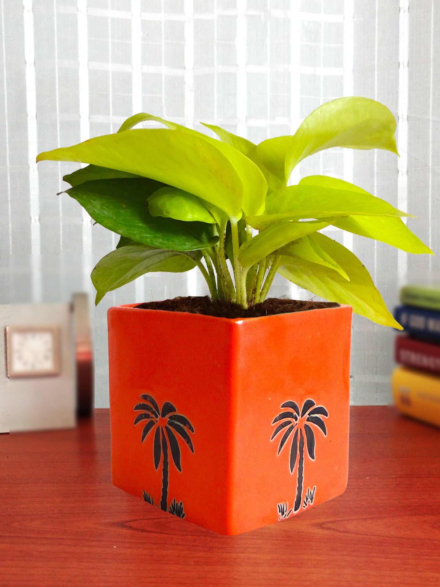 Good Luck Golden Money Plant in Orange Cube Aroez Ceramic Pot