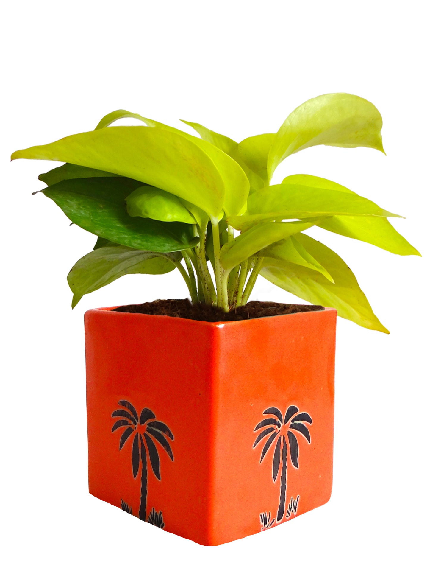 Good Luck Golden Money Plant in Orange Cube Aroez Ceramic Pot