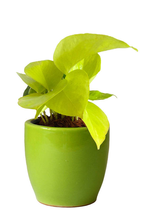 Rolling Nature Good Luck Air Purifying Golden Money Plant in Green Pear Ceramic Pot