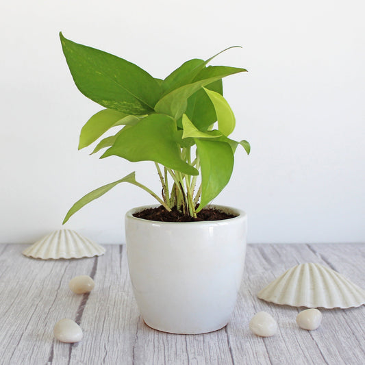 Rolling Nature Good Luck Air Purifier Golden Pothos Money Indoor Plant in White Pear Glacier Ceramic Pot