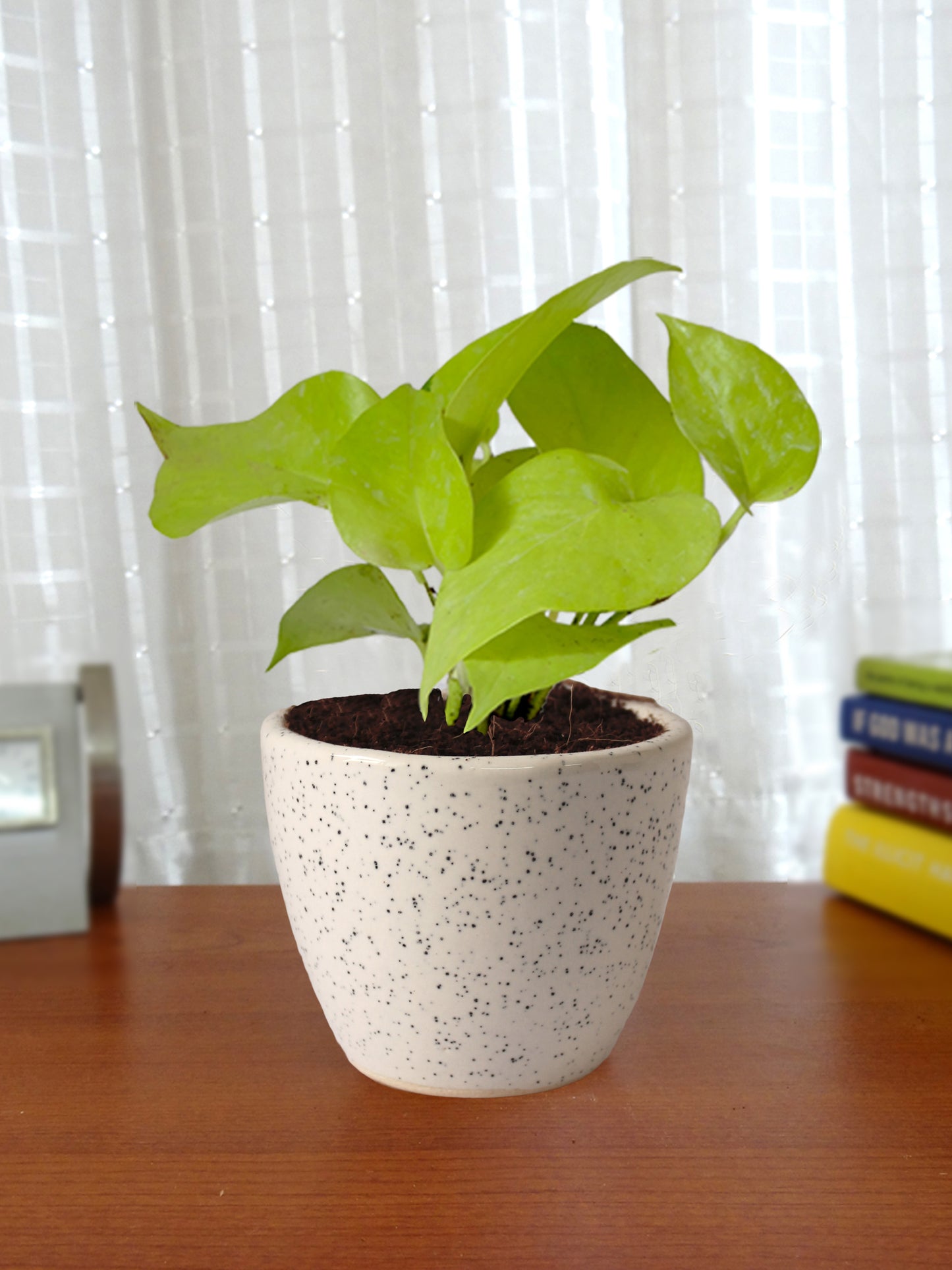 Good Luck Air Purifying Live Golden Money Plant in White Round Dew Ceramic Pot