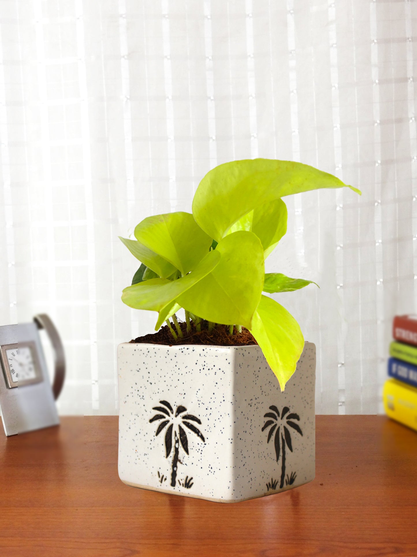 Good Luck Air Purifying Live Golden Money Plant in White Square Aroez Ceramic Pot