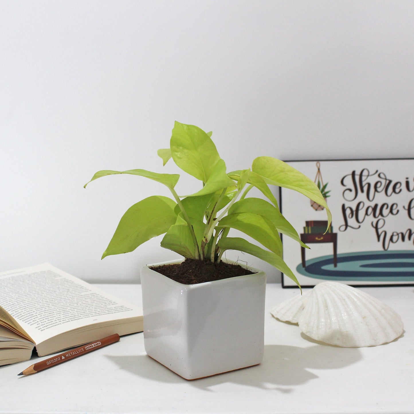 Rolling Nature Golden Pothos Air Purifying Good Luck Indoor Live Plant in White Square Glacier Ceramic Pot