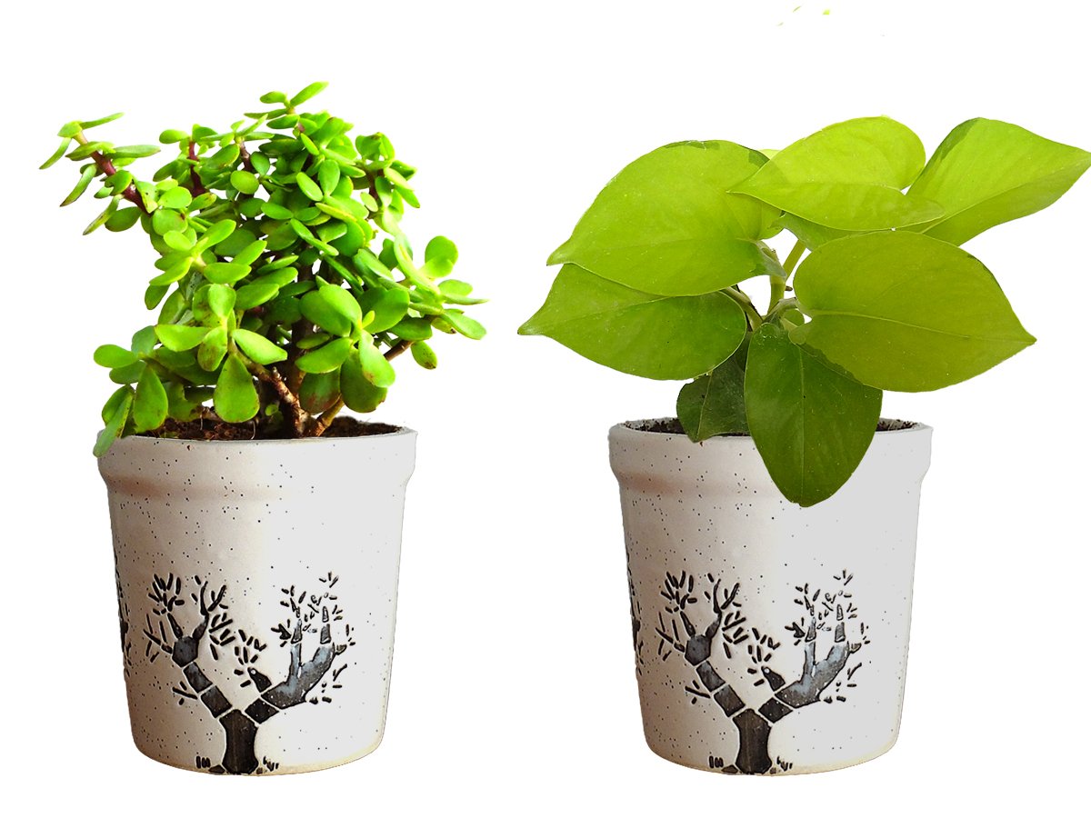 Combo Of Good Luck Live Golden Money Plant and Jade Plant in White Jar Aroez Ceramic Pot
