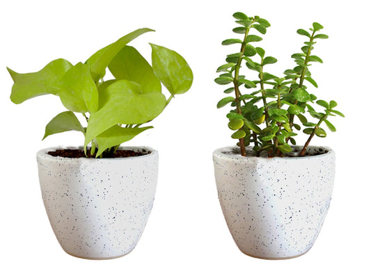 Air Purifying Good Luck Live Natural Plants in Exquisite Ceramic Pots. Best Indoor Plants online in India. Best green gifts for corporate or any occasions. Love plants as gifts. Crassula Jade Money Plant Syngonium shipped all over India.