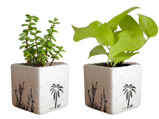 Air Purifying Good Luck Live Natural Plants in Exquisite Ceramic Pots. Best Indoor Plants online in India. Best green gifts for corporate or any occasions. Love plants as gifts. Crassula Jade Money Plant Syngonium shipped all over India.