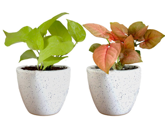 Air Purifying Good Luck Live Natural Plants in Exquisite Ceramic Pots. Best Indoor Plants online in India. Best green gifts for corporate or any occasions. Love plants as gifts. Money Plant Syngonium shipped all over India.