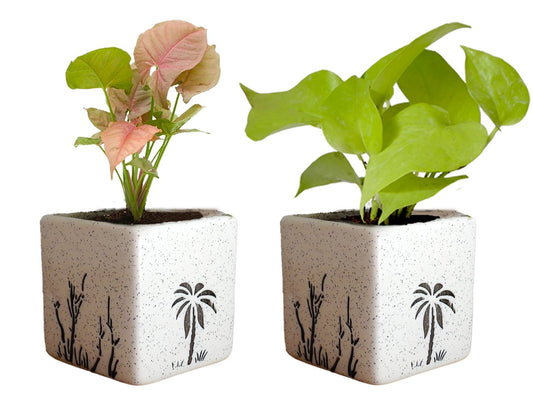 Air Purifying Good Luck Live Natural Plants in Exquisite Ceramic Pots. Best Indoor Plants online in India. Best green gifts for corporate or any occasions. Love plants as gifts.  Money Plant Syngonium shipped all over India.