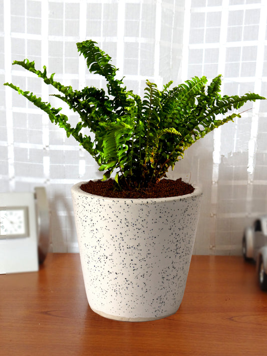 Air Purifying Good Luck Live Natural Plants in Exquisite Ceramic Pots. Best Indoor Plants online in India. Best green gifts for corporate or any occasions. Love plants as gifts. Low maintenance quality houseplants shipped all over India.
