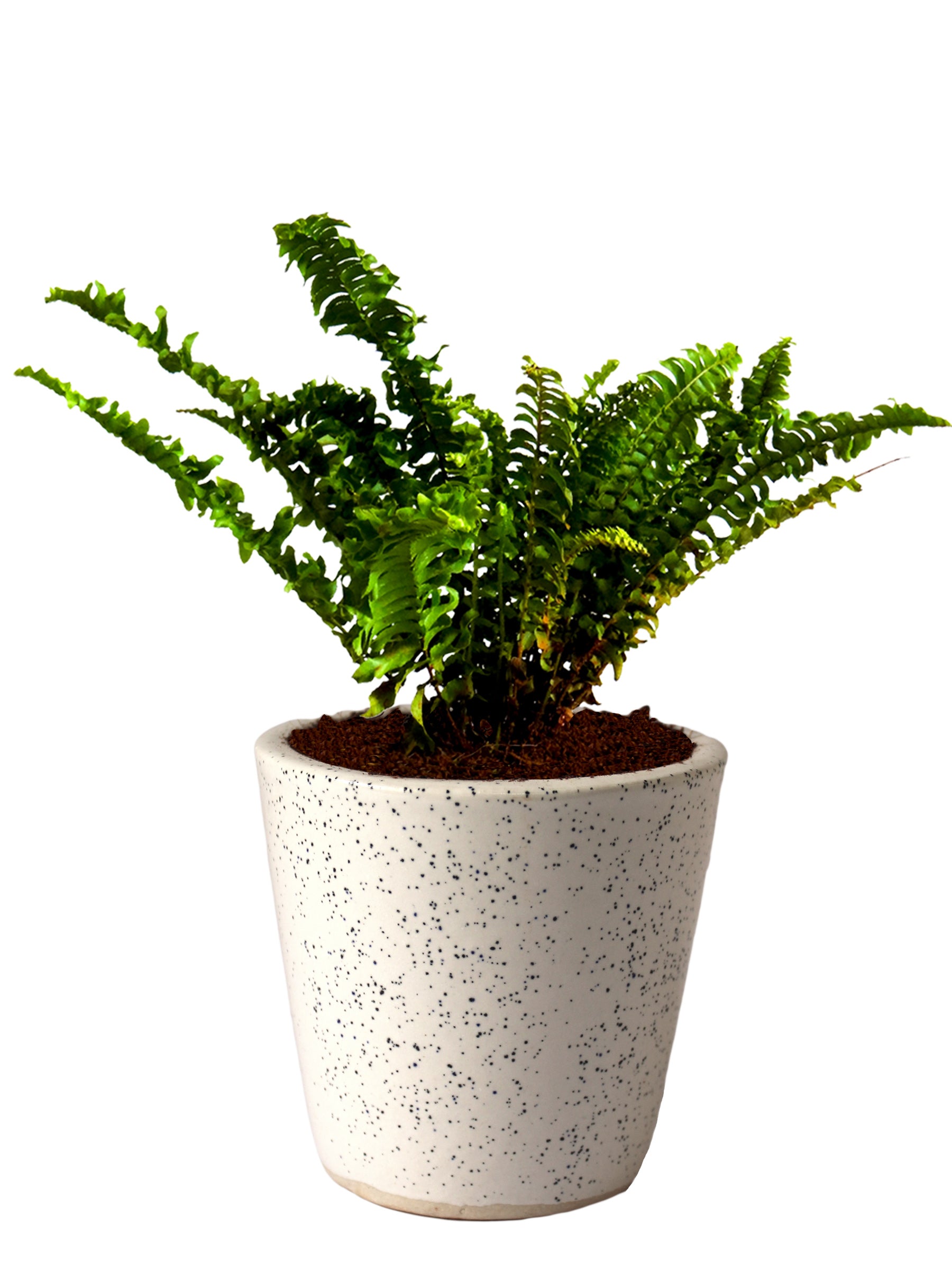 Air Purifying Good Luck Live Natural Plants in Exquisite Ceramic Pots. Best Indoor Plants online in India. Best green gifts for corporate or any occasions. Love plants as gifts. Low maintenance quality houseplants shipped all over India.