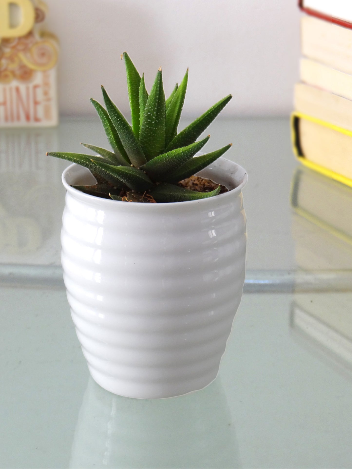 Haworthia Fasciata Succulent Plant in White Ceramic Pot