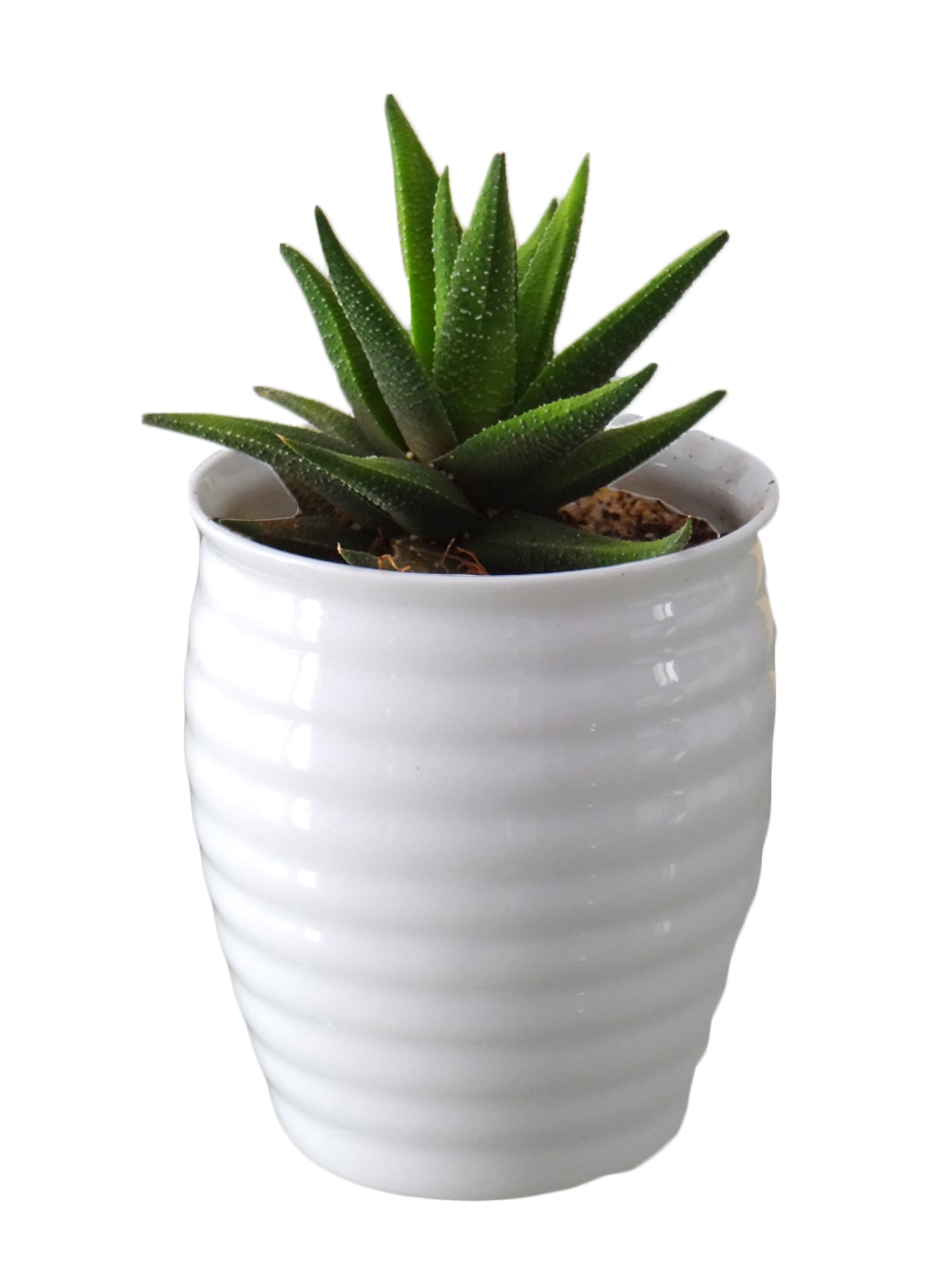 Haworthia Fasciata Succulent Plant in White Ceramic Pot