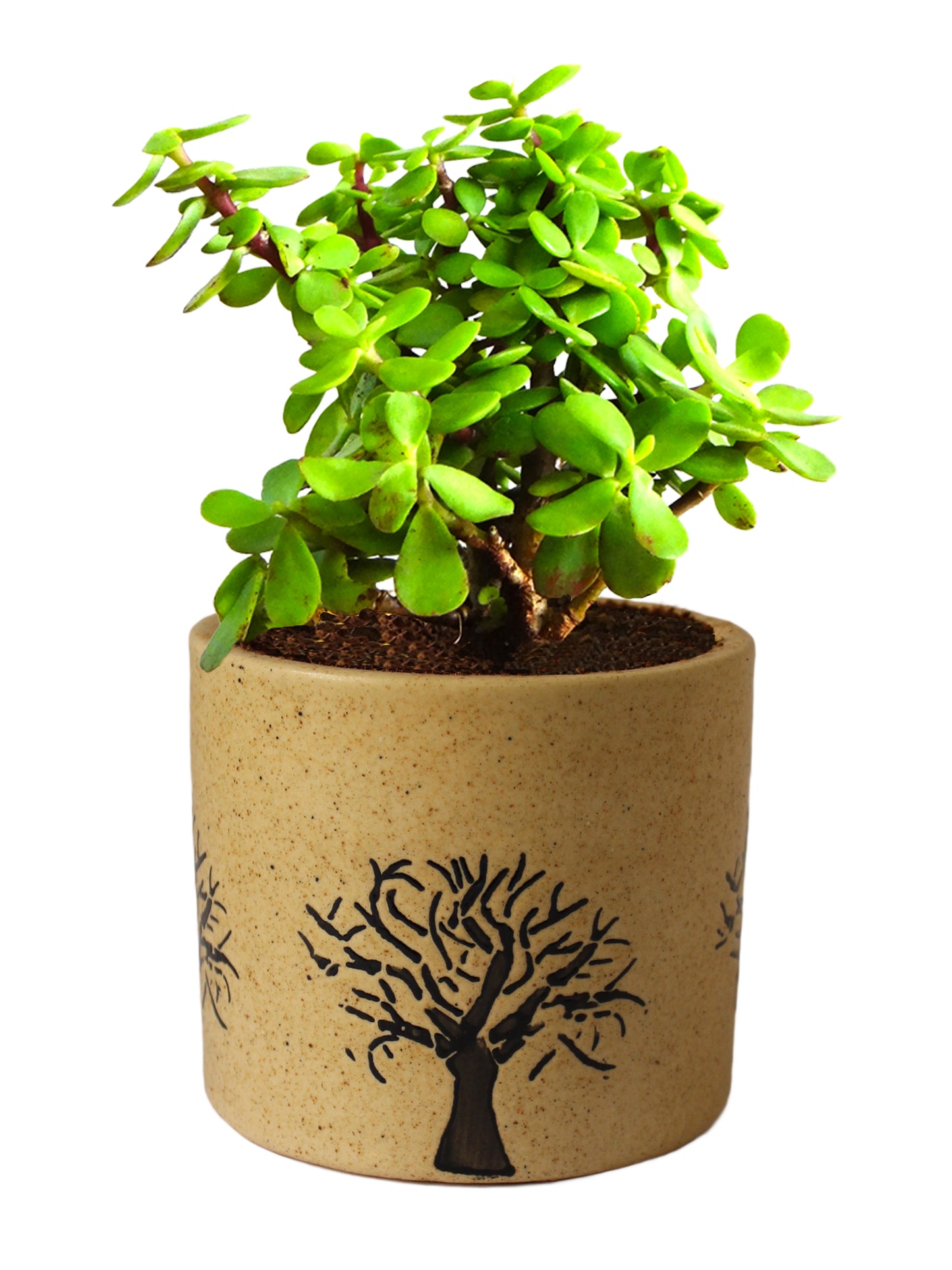 Rolling Nature Good Luck Jade Plant In Brown Barrel Aroez Ceramic Pot