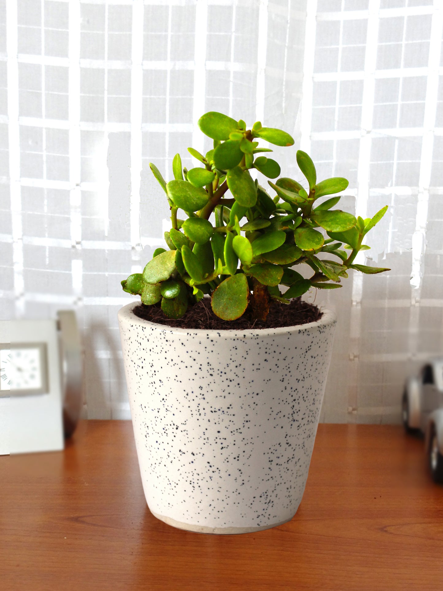 Good Luck Live Jade Plant in White Bucket Dew Ceramic Pot
