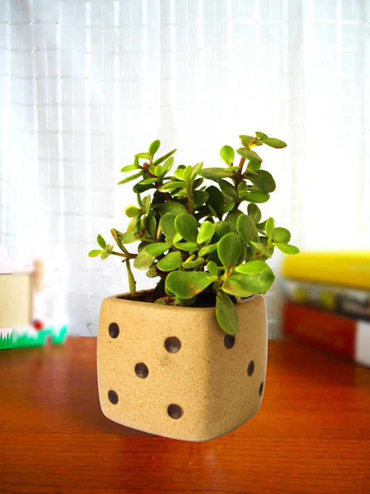 Good Luck Jade Plant in Brown Dice Ceramic Pot