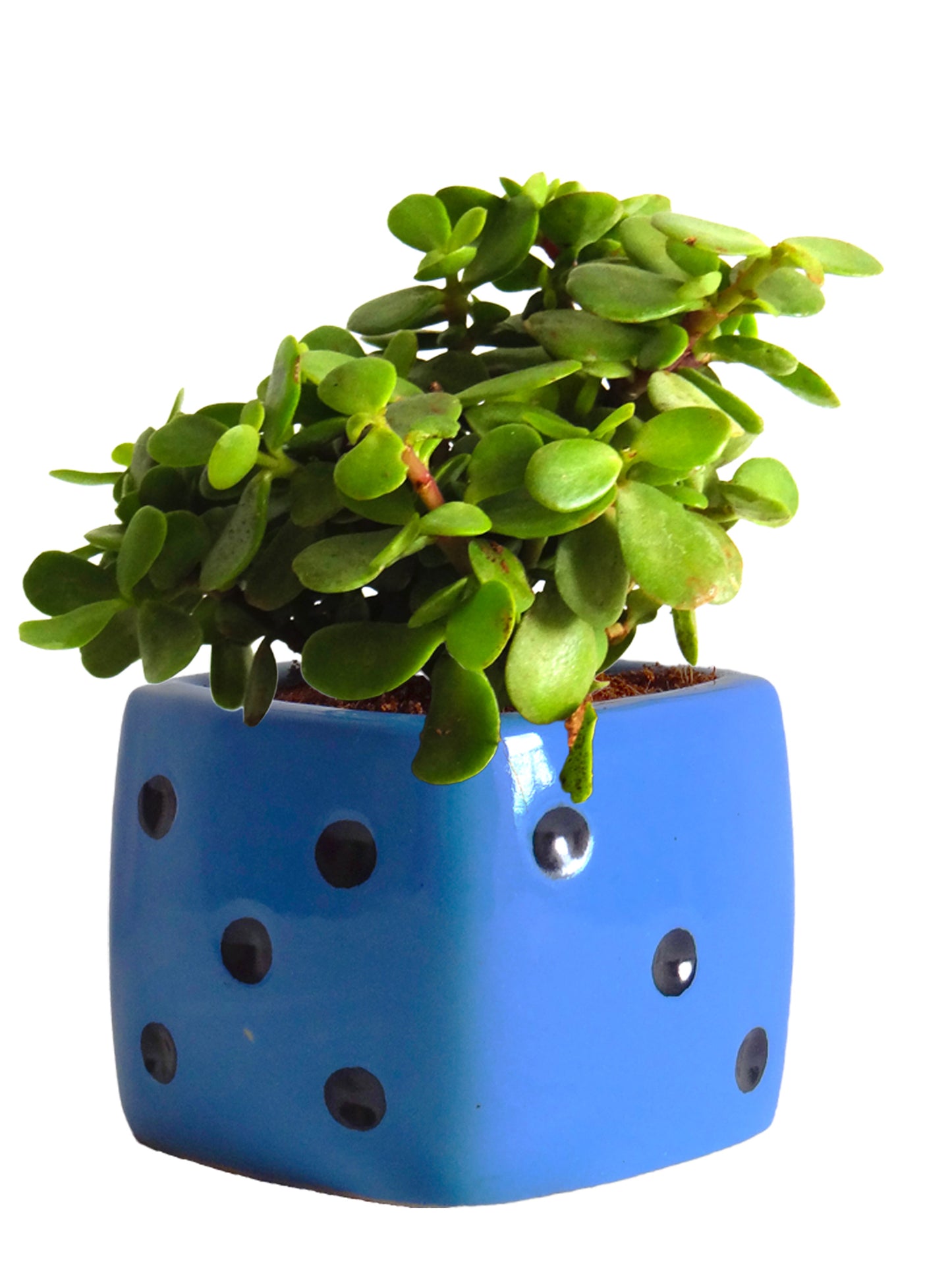 Good Luck  Jade Plant in Blue Dice Ceramic Pot