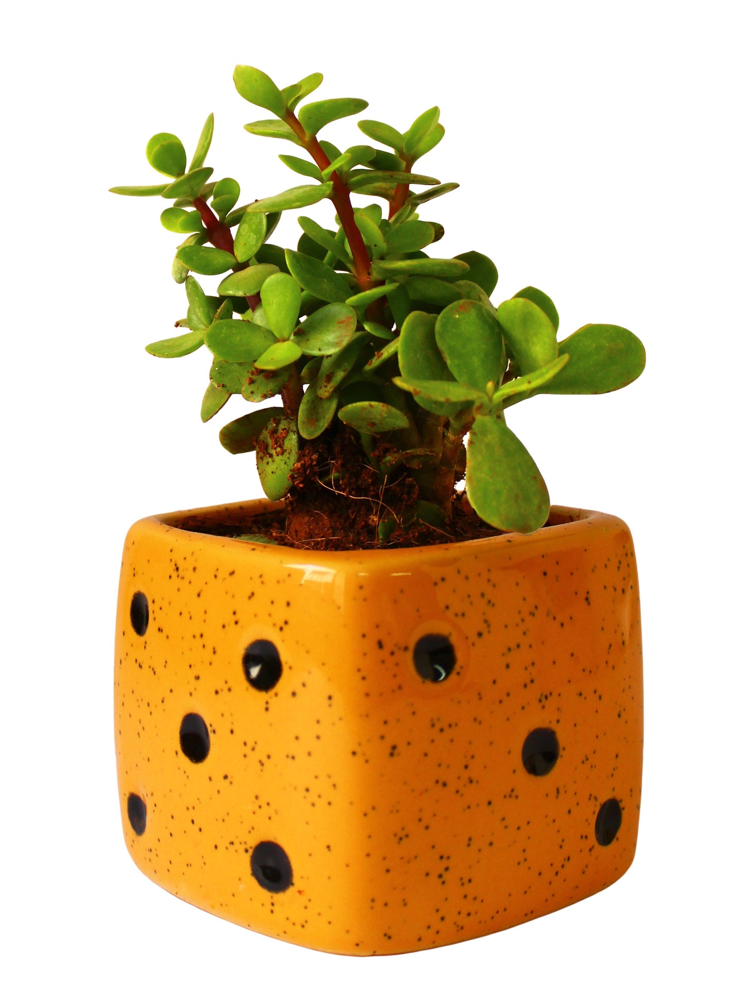 Good Luck Jade Plant in Yellow Dice Ceramic Pot