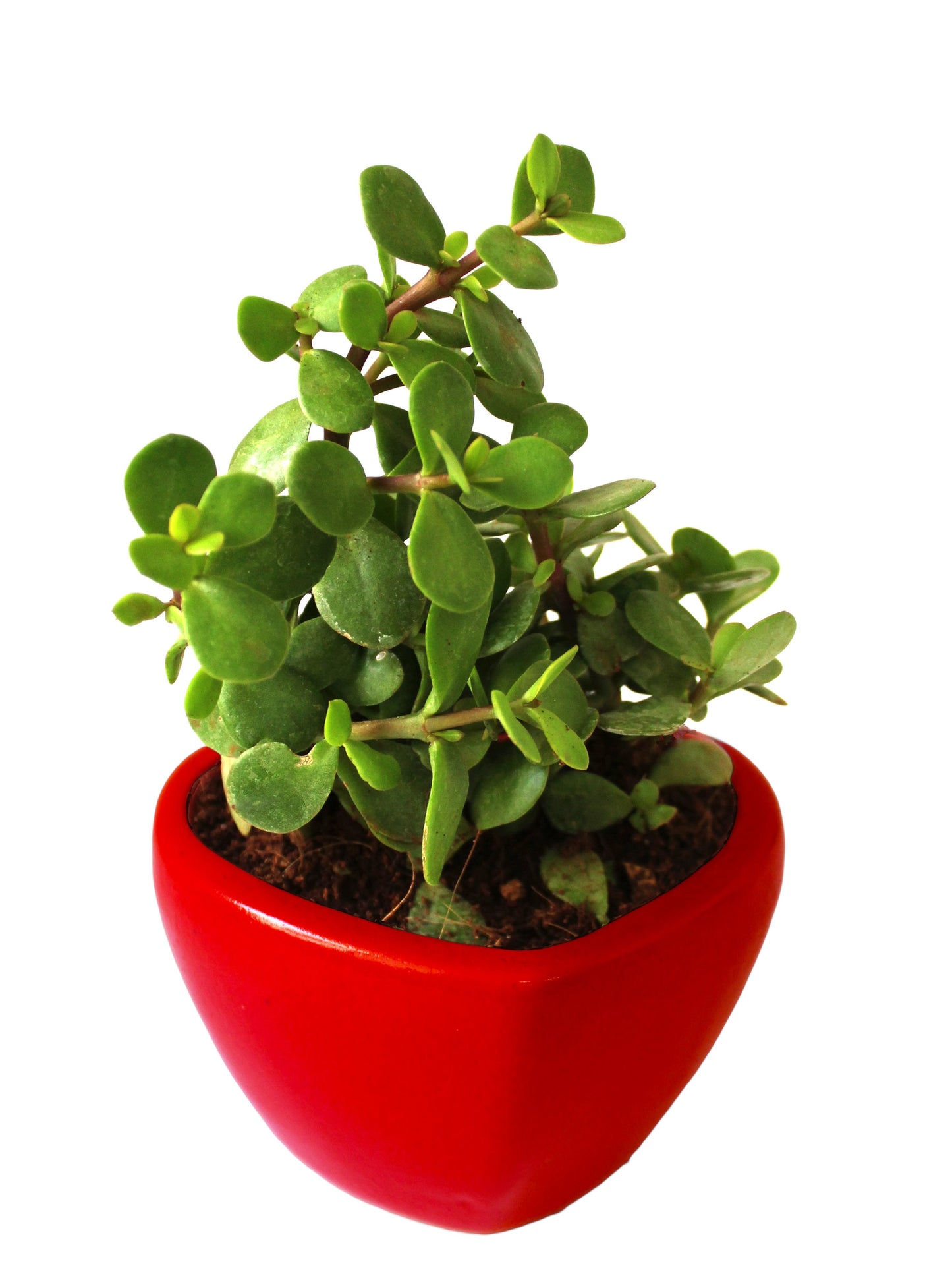 Good Luck Jade Plant in Red Heart Ceramic Pot