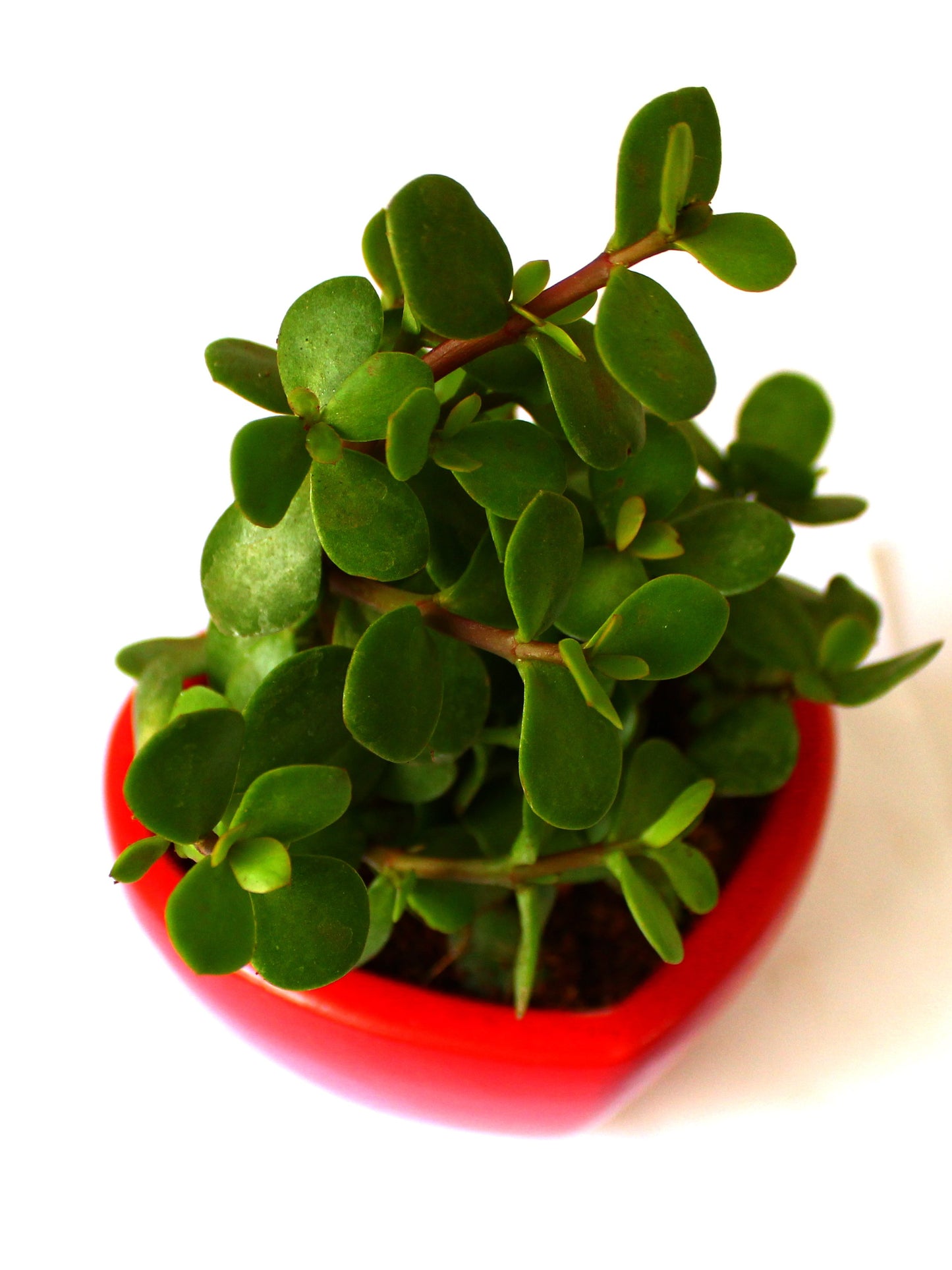Good Luck Jade Plant in Red Heart Ceramic Pot