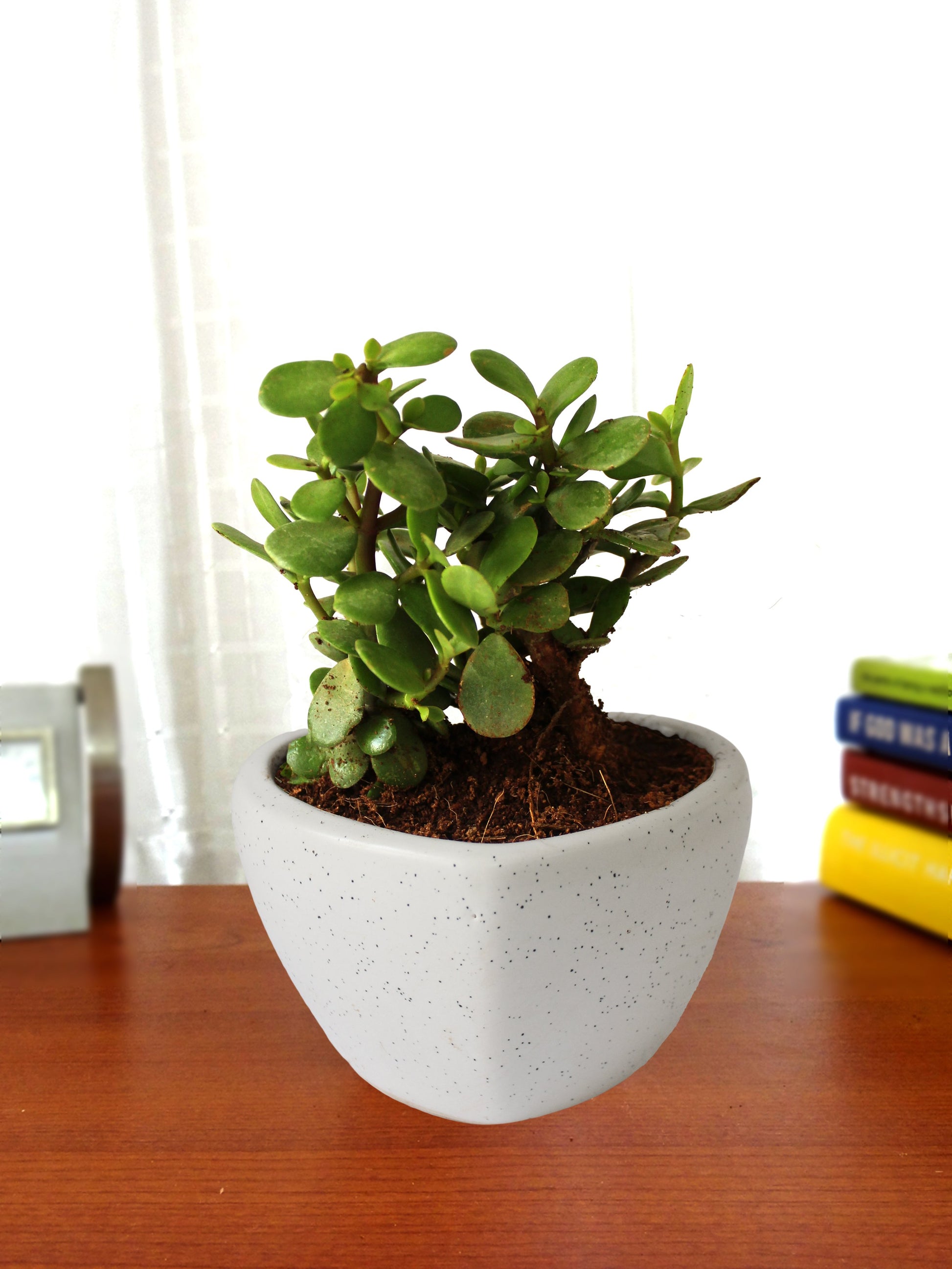 Air Purifying Good Luck Live Natural Plants in Exquisite Ceramic Pots. Best Indoor Plants online in India. Best green gifts for corporate or any occasions. Love plants as gifts. Crassula Jade quality houseplants shipped all over India.