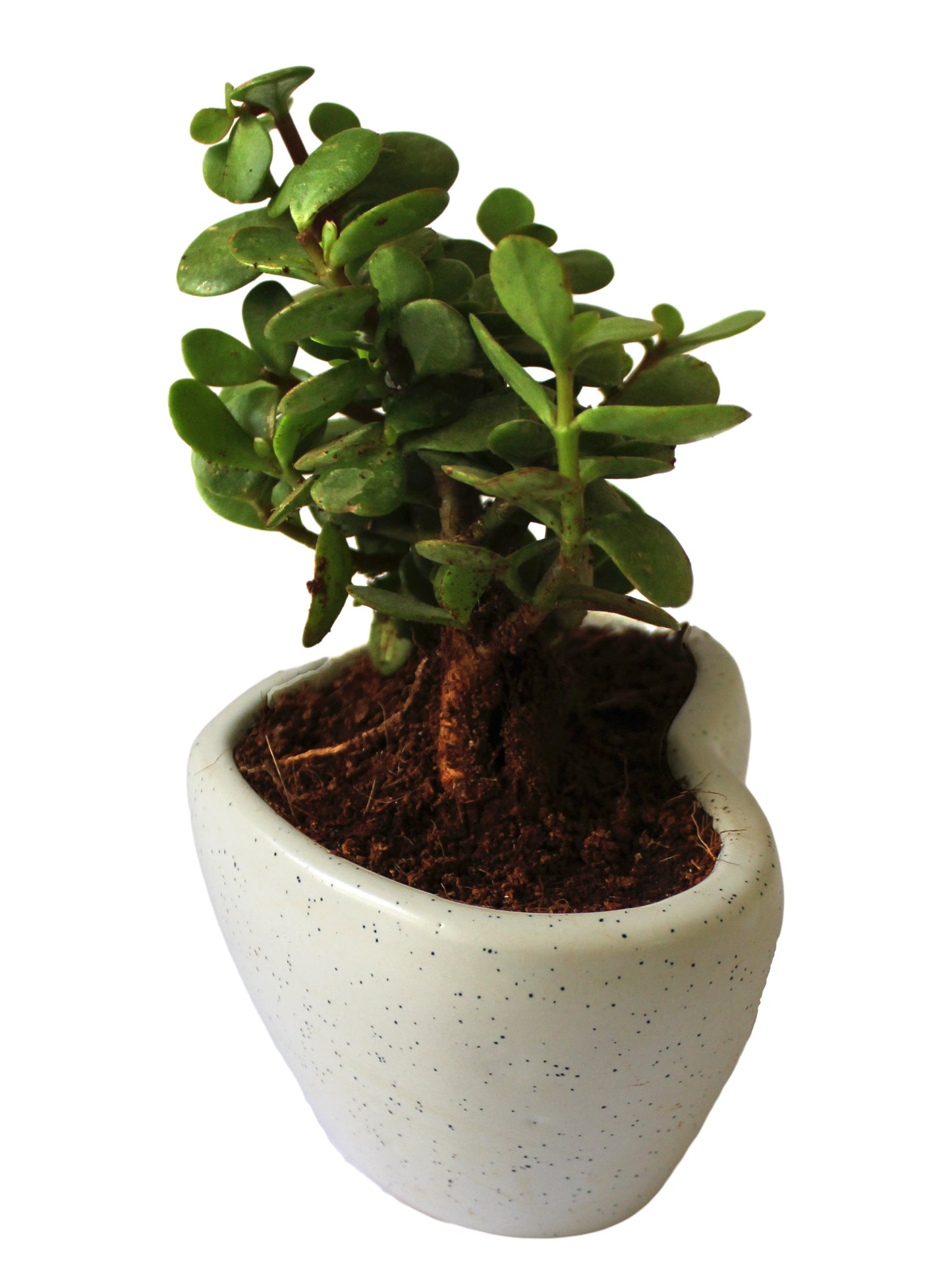 Good Luck Jade Plant in White Heart Ceramic Pot