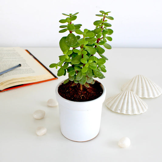 Rolling Nature Good Luck Jade Plant Indoor Plant for Home in White Jar Glacier Ceramic Pot