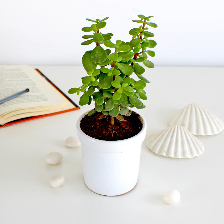 Buy Live Natural Indoor Plants Online India Green Gifts & Décor RollingNature