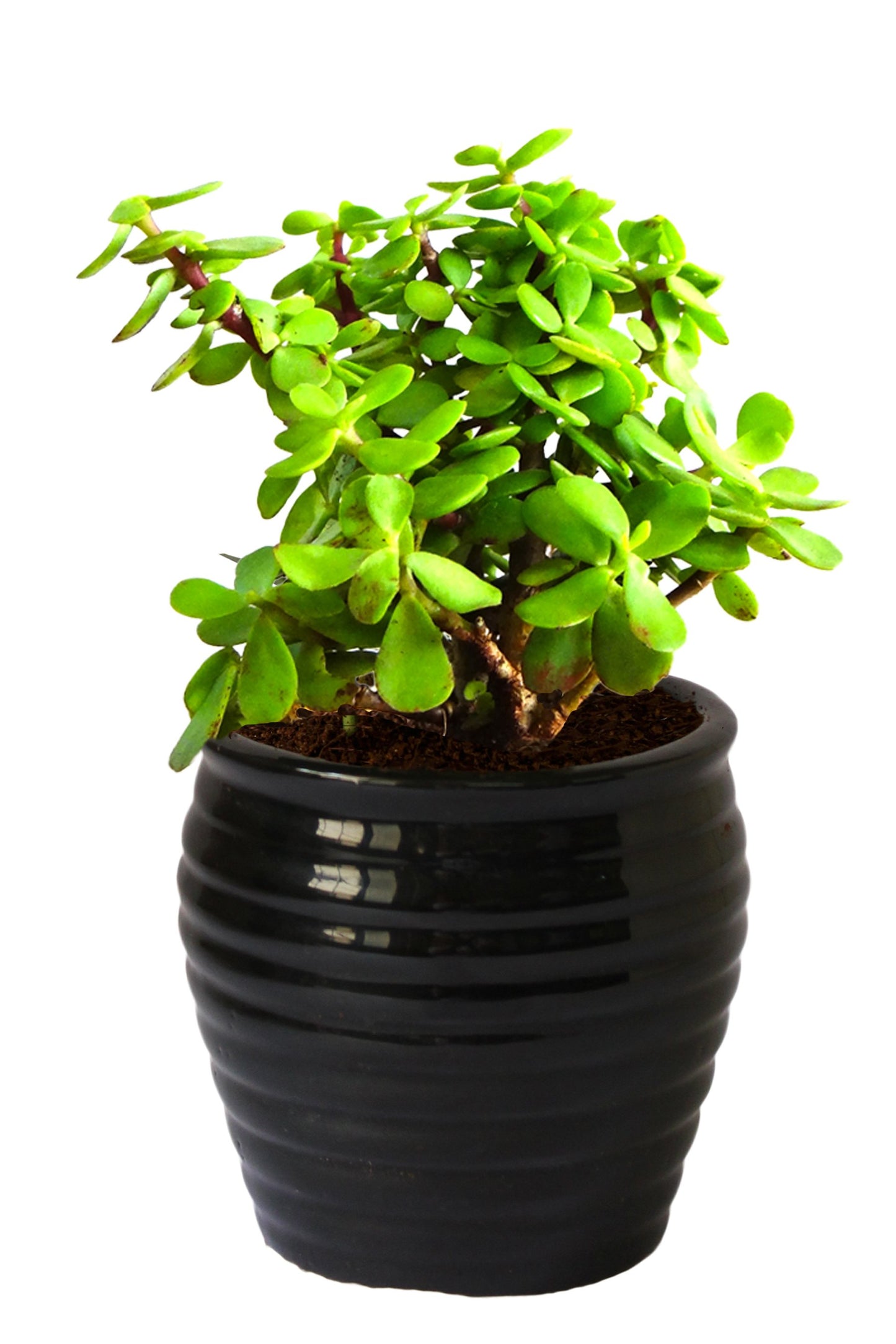 Rolling Nature Good Luck  Jade Plant in Black Ceramic Pot