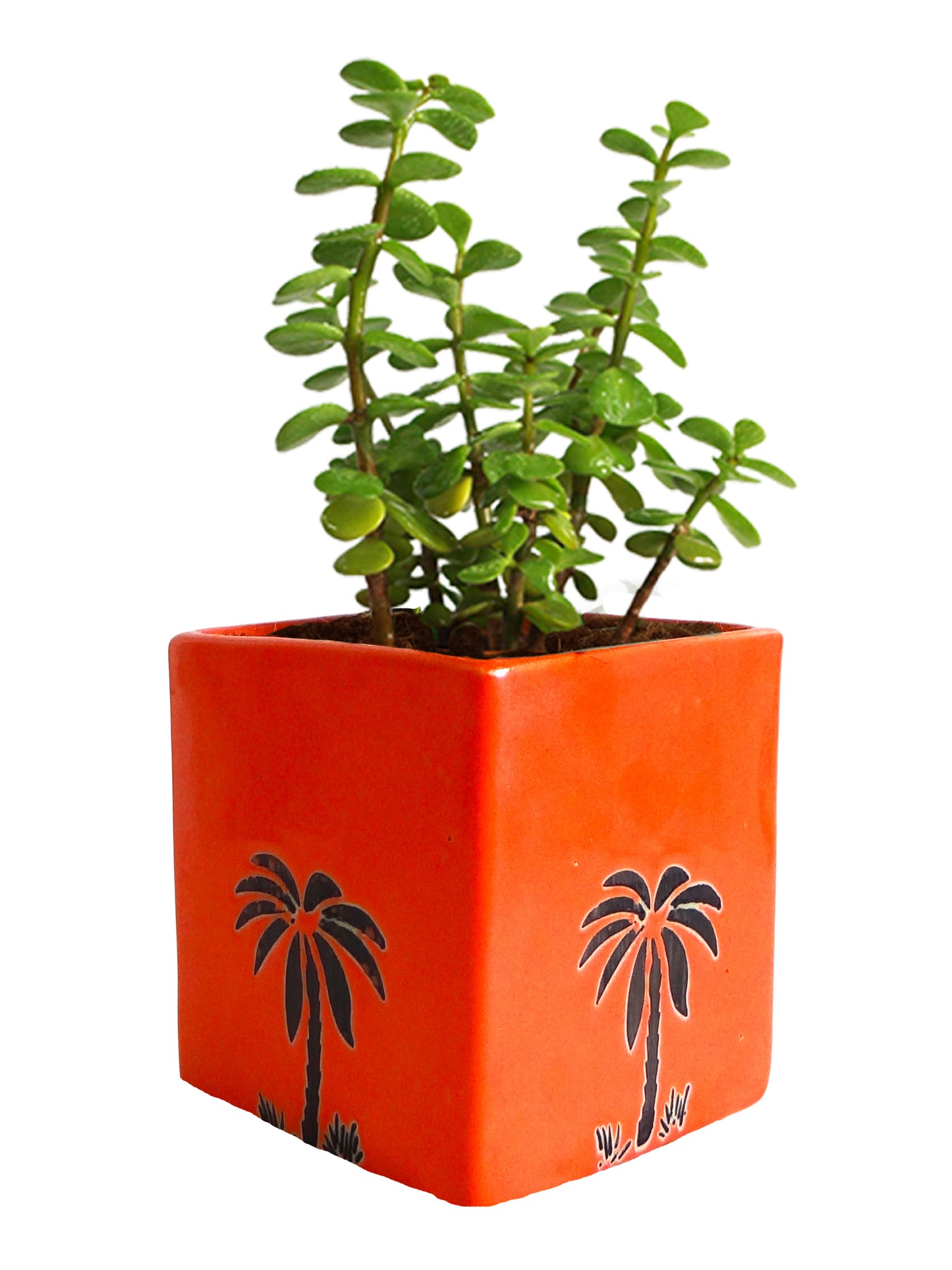Good Luck Jade Plant in Orange Cube Aroez Ceramic Pot