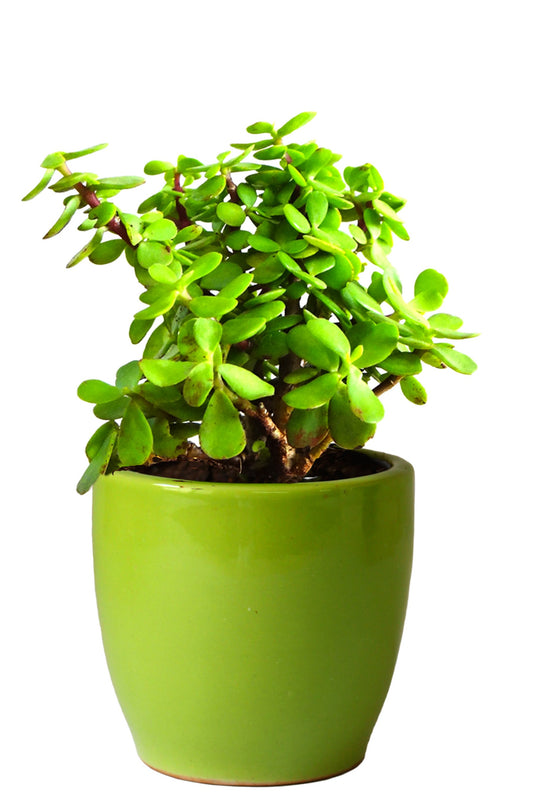 Air Purifying Good Luck Live Natural Plants in Exquisite Ceramic Pots. Best Indoor Plants online in India. Best green gifts for corporate or any occasions. Love plants as gifts. Crassula Jade in Green Pear quality houseplants shipped all over India.