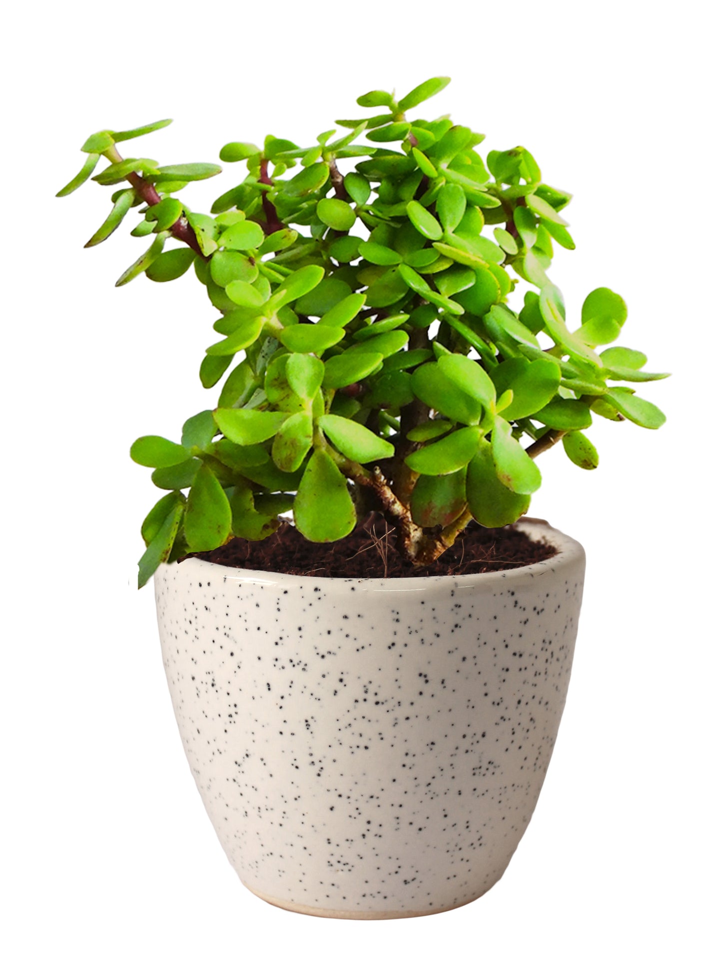 Good Luck Jade Plant in White Round Dew Ceramic Pot