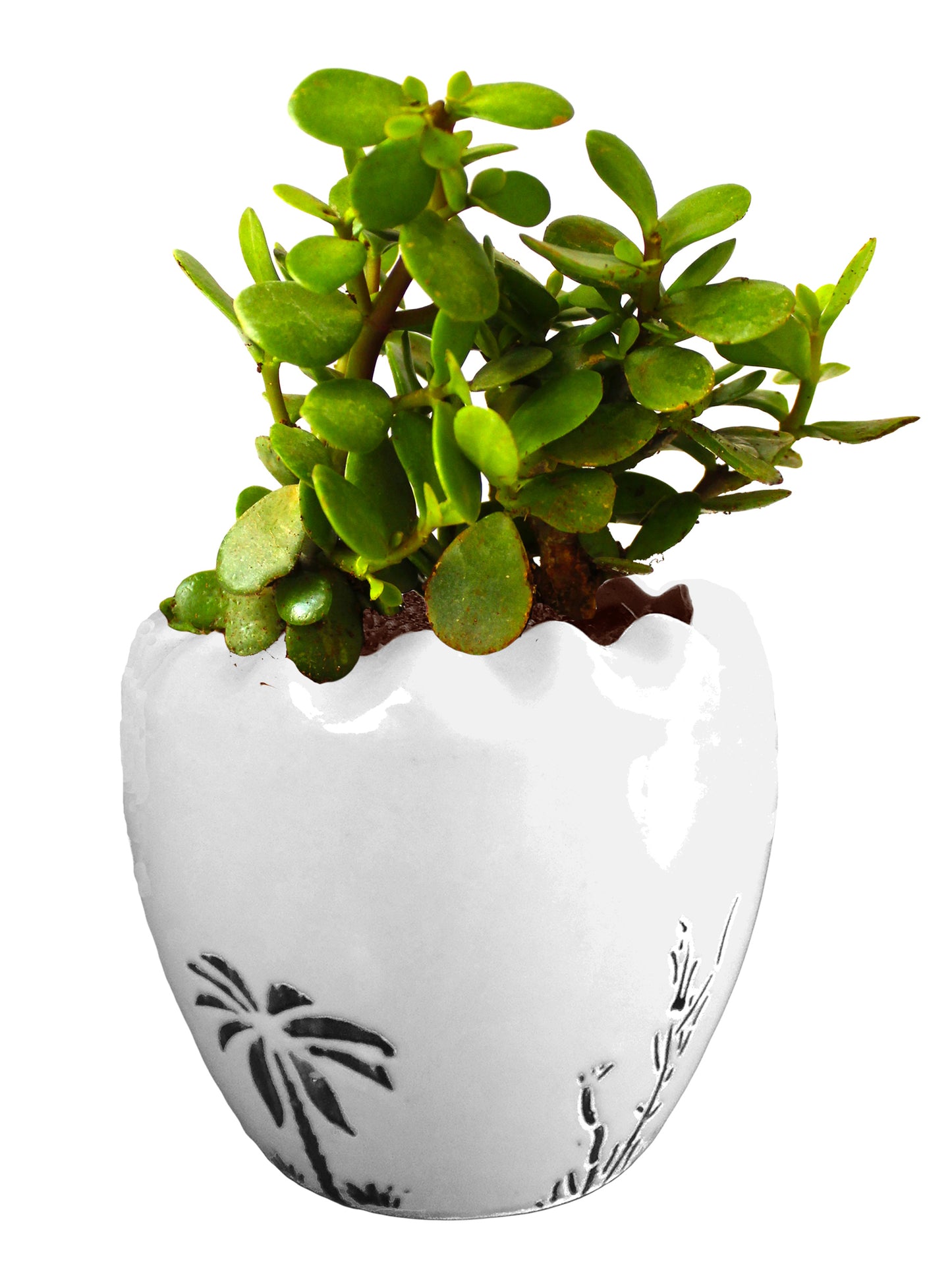 Good Luck Live Jade Plant in White Ruffel Aroez Ceramic Pot