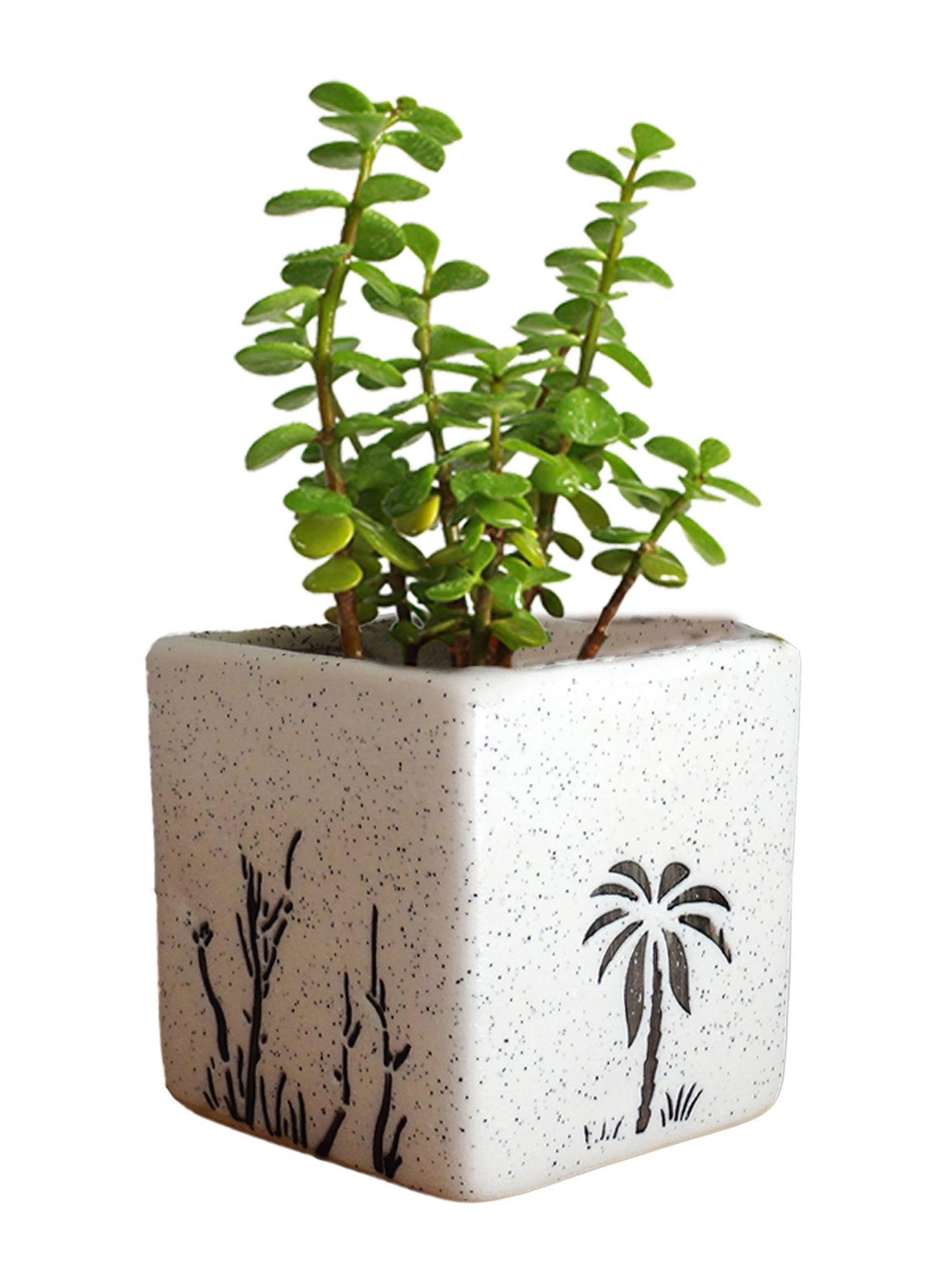 Good Luck Jade Plant in White Square Aroez Ceramic Pot