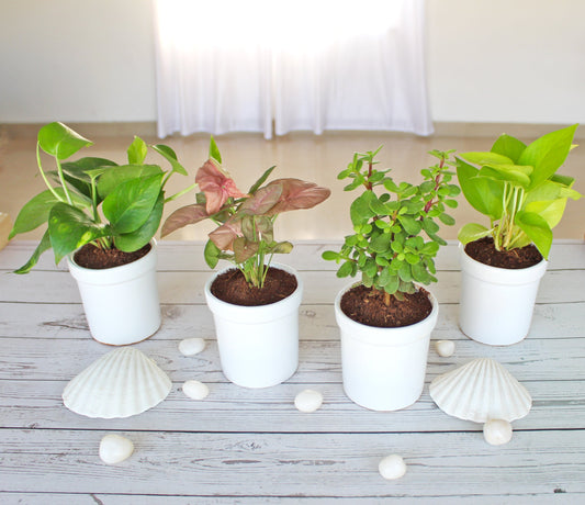 Rolling Nature Combo of Live Indoor Plants for Home Jade Plant, Golden Pothos, Pink Syngonium and Money Plant in White Jar Glacier Ceramic Pots